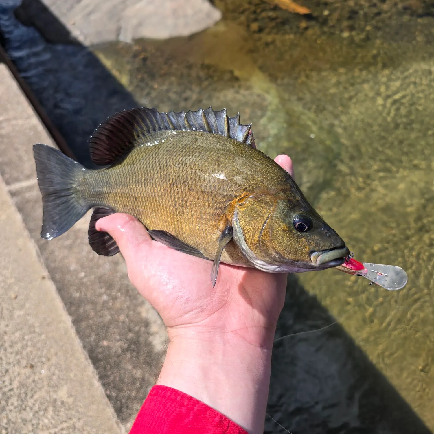 The most recent Sooty grunter catches on Fishbrain