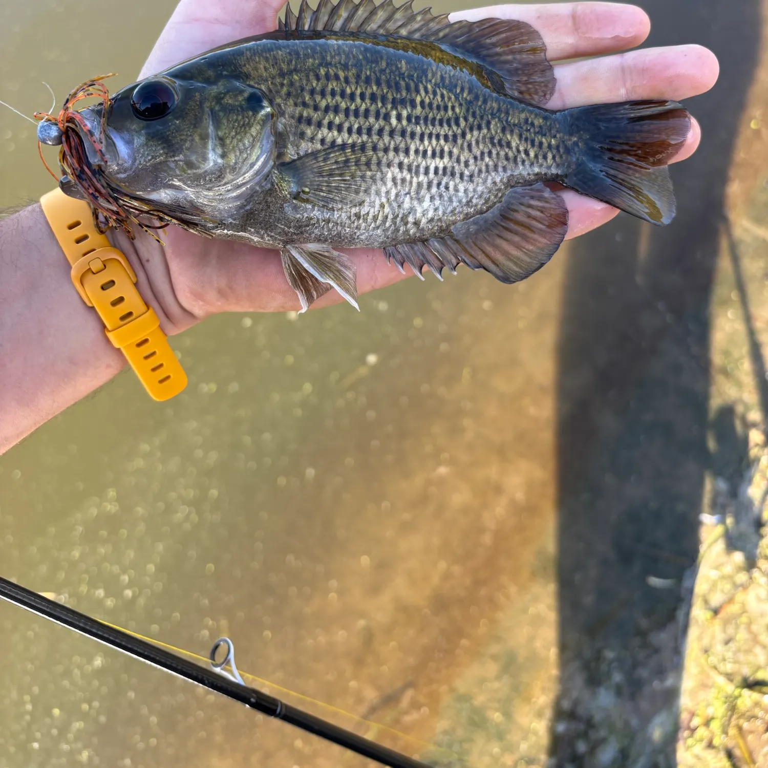 Rock bass caught on Fishbrain