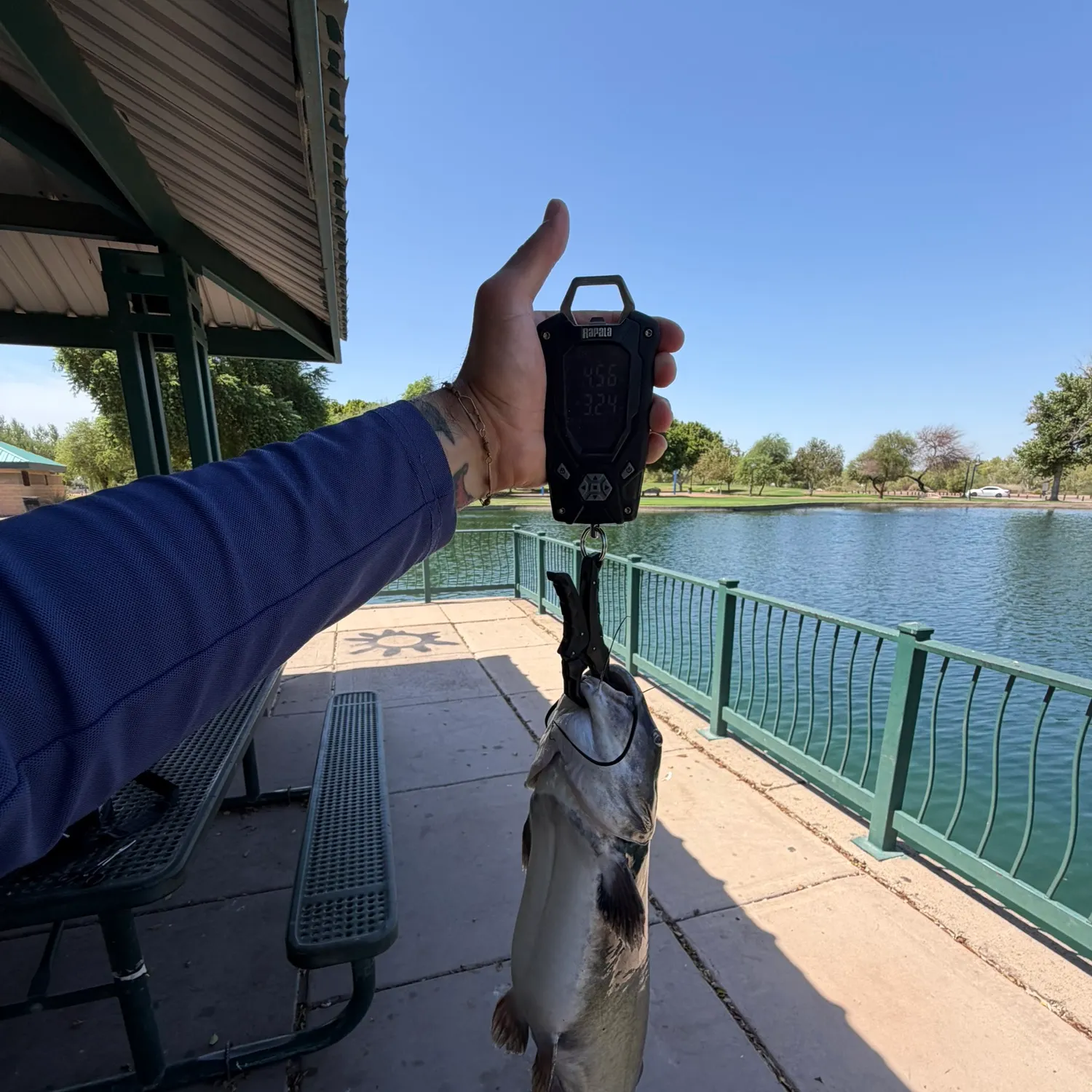 Channel catfish caught on Fishbrain