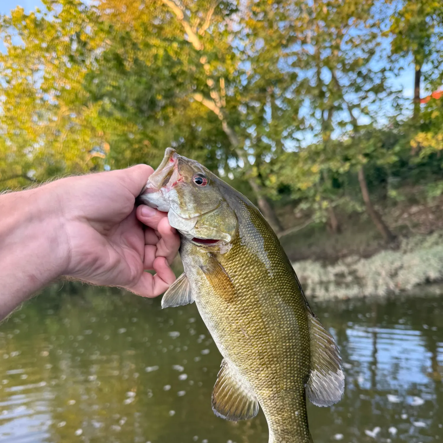 Smallmouth bass caught on Fishbrain