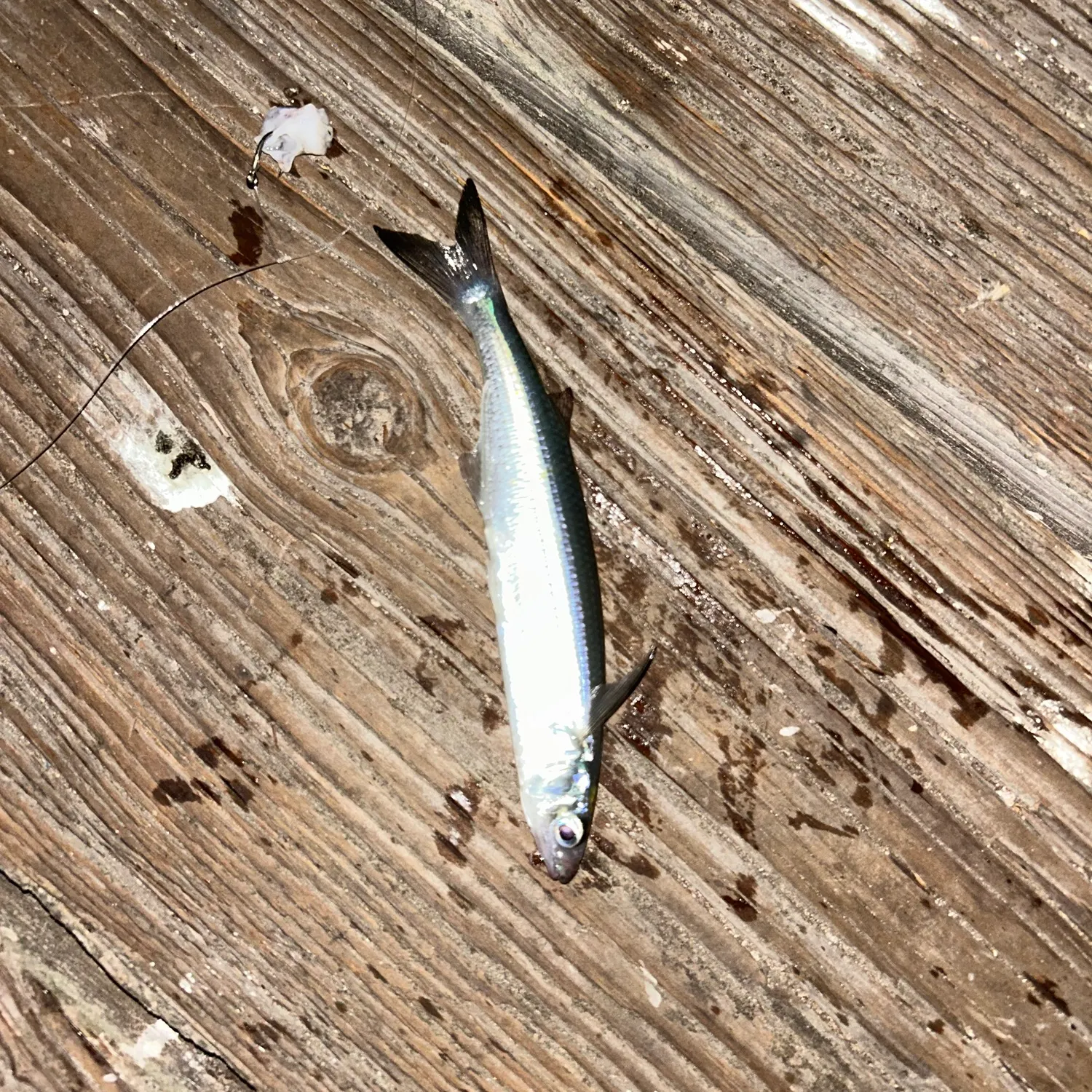 Surf smelt caught on Fishbrain