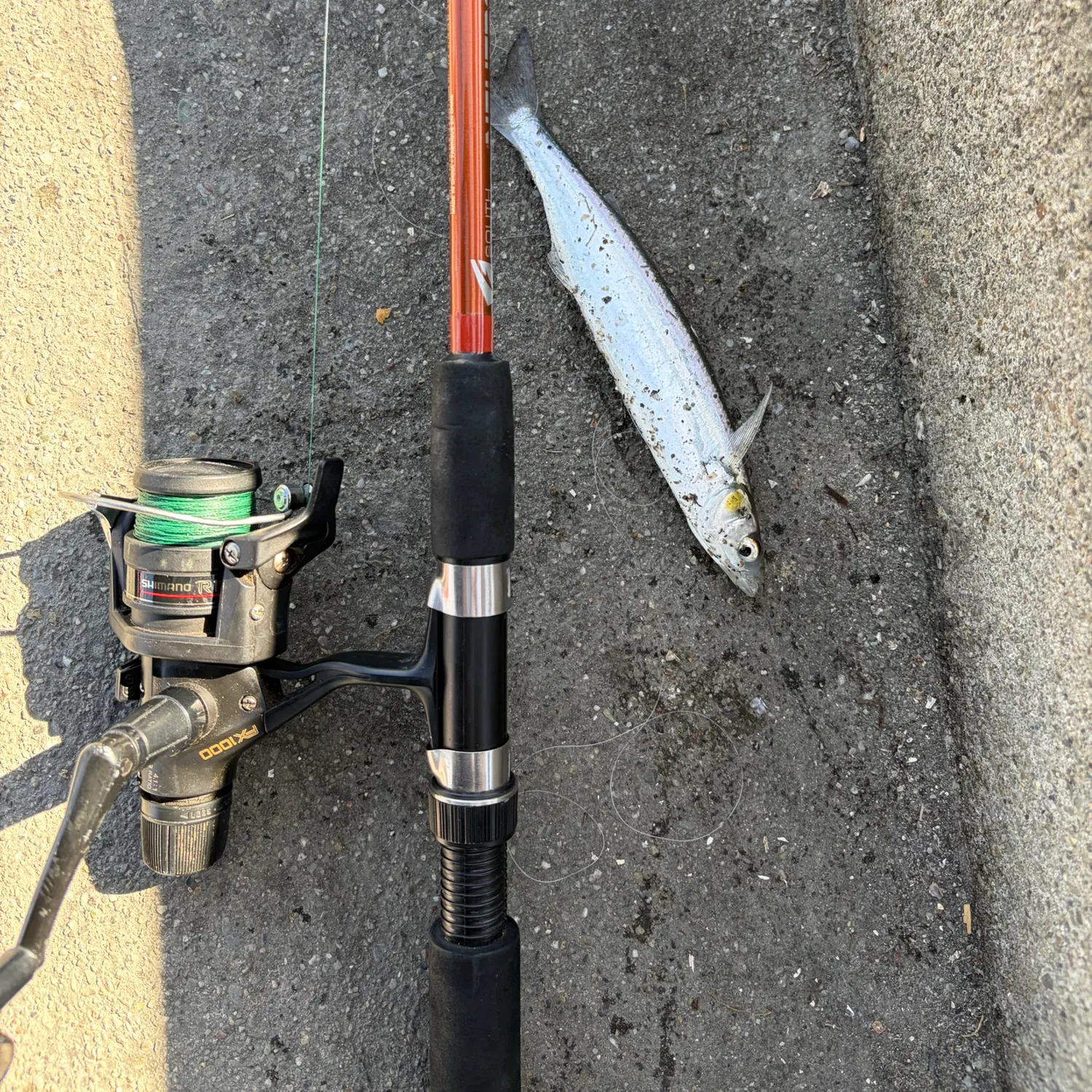 Surf smelt caught on Fishbrain