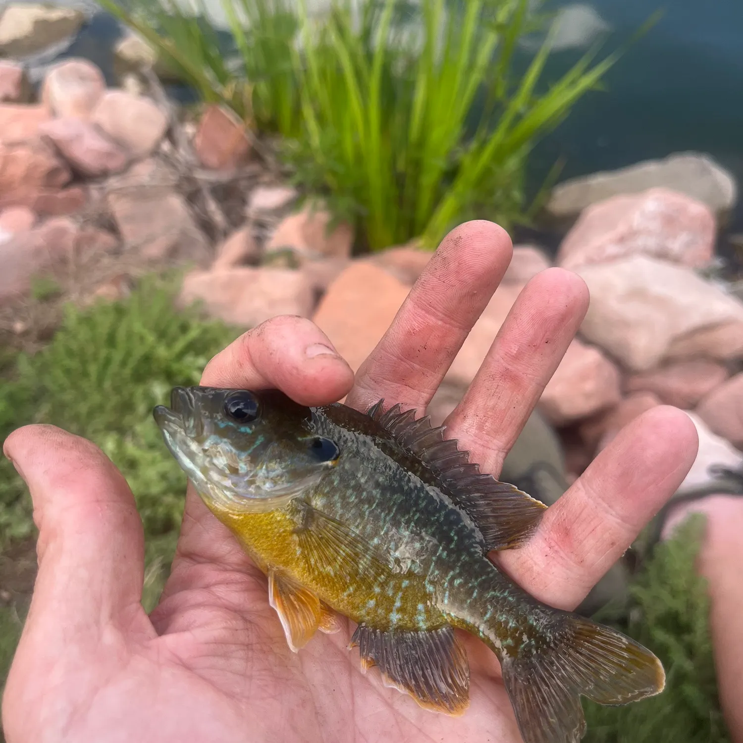 Greengill hybrid caught on Fishbrain
