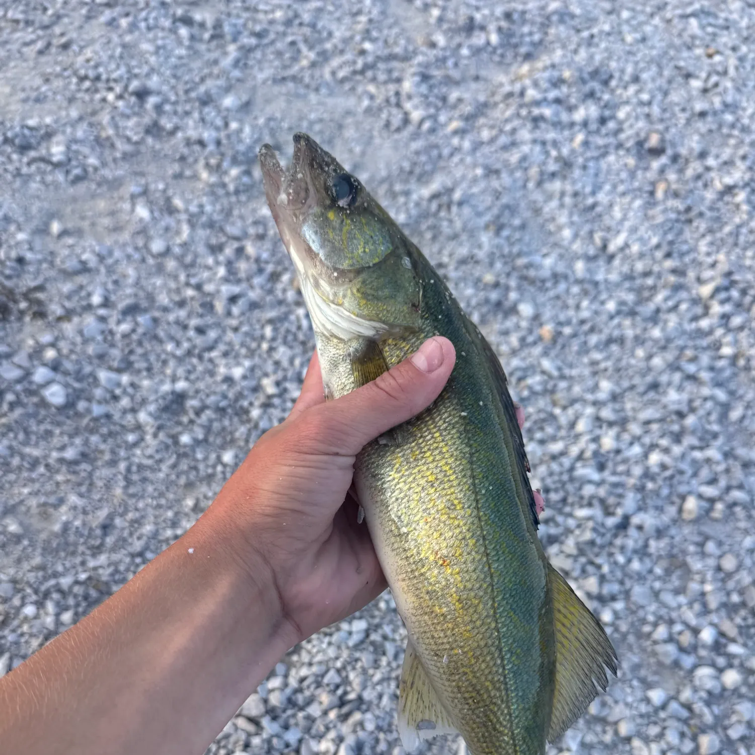 Walleye caught on Fishbrain