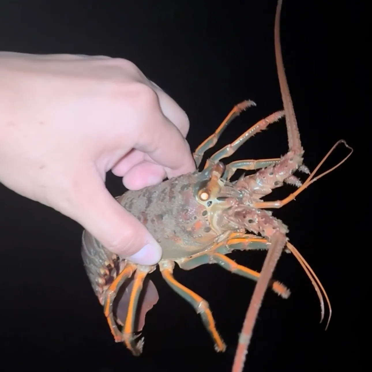 California spiny lobster caught on Fishbrain
