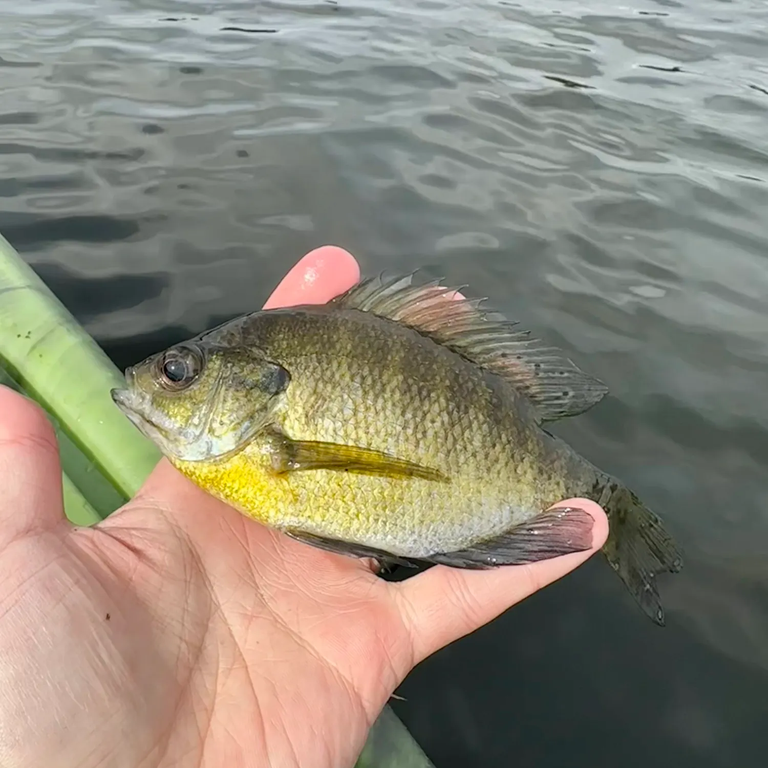 Bluegill caught on Fishbrain