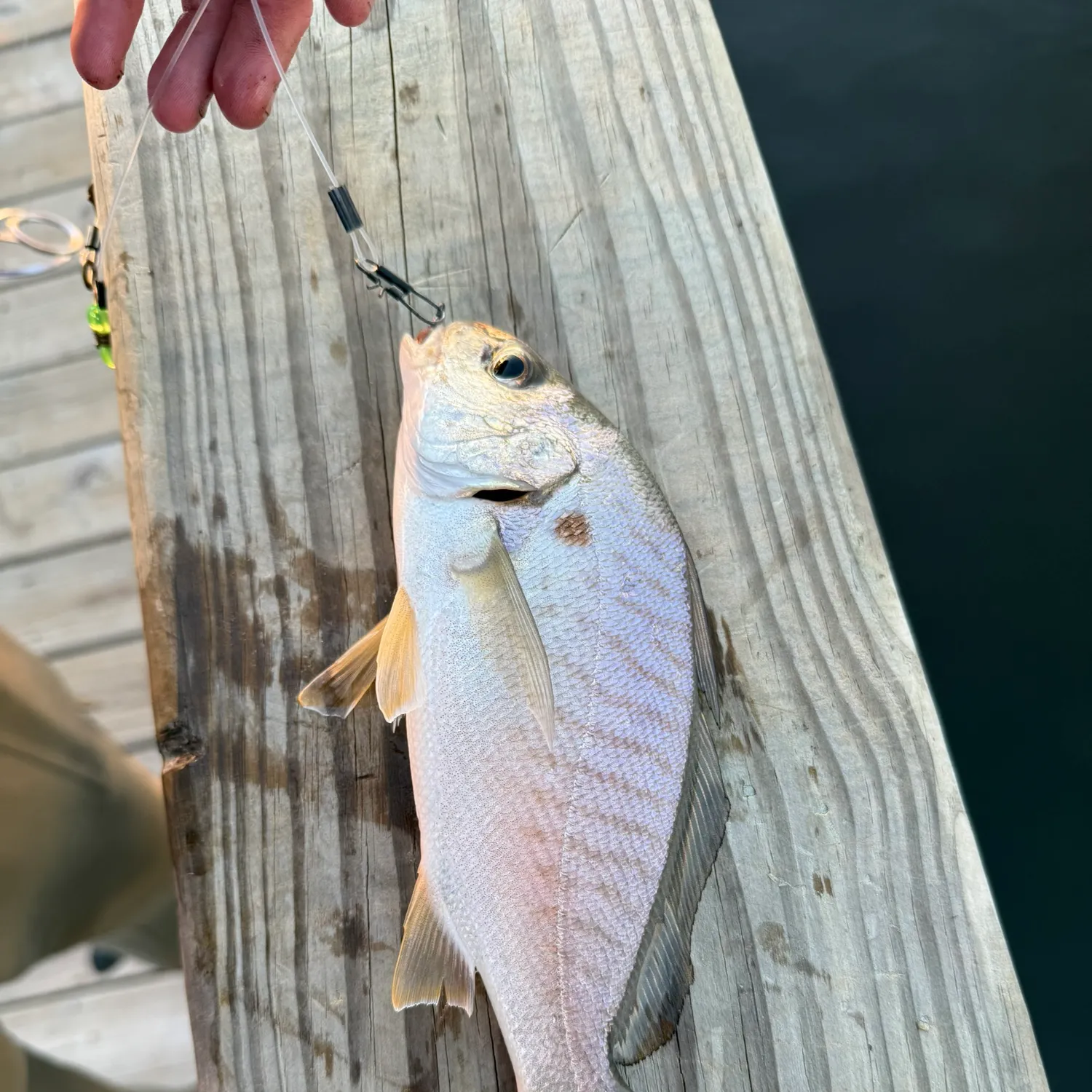 recently logged catches