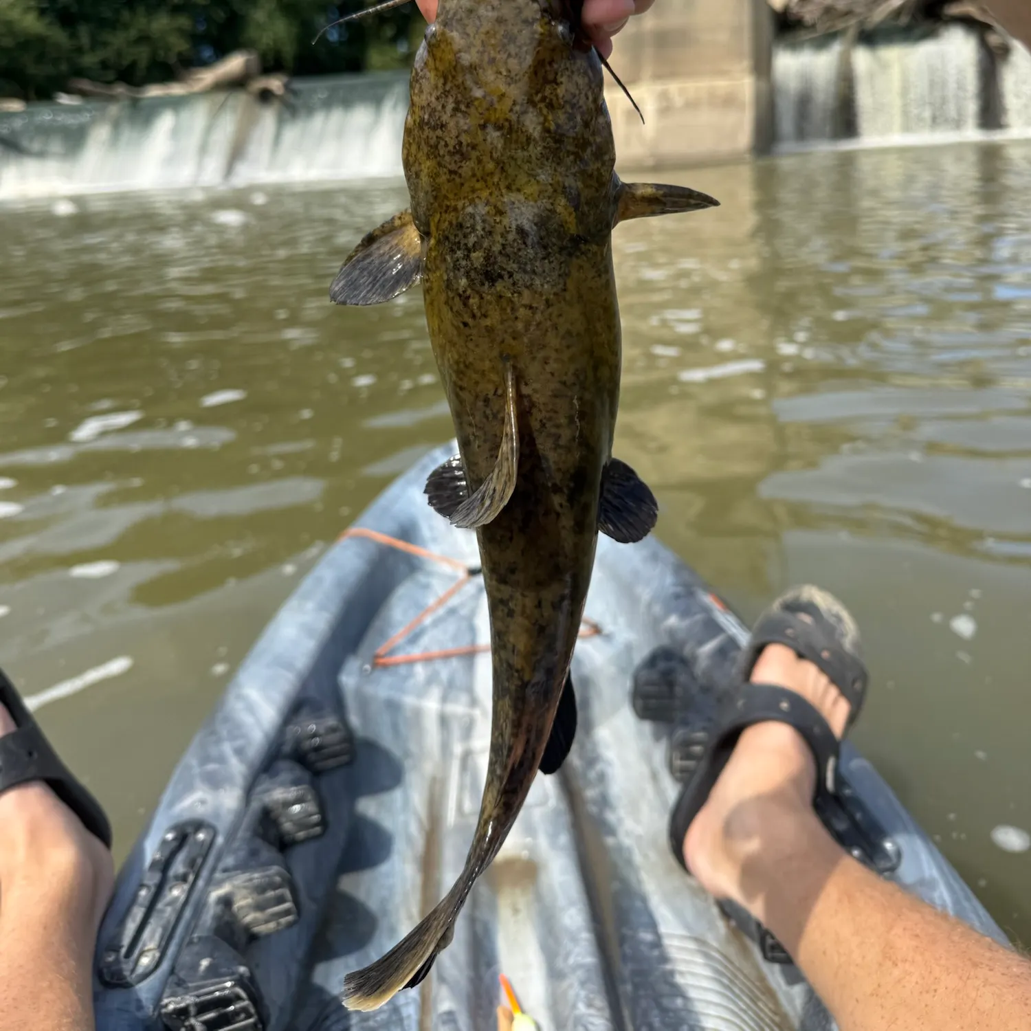 Flathead catfish caught on Fishbrain
