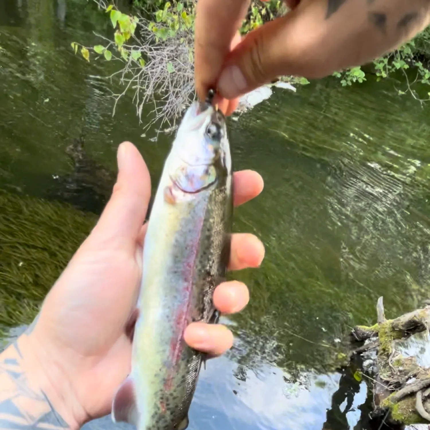 recently logged catches