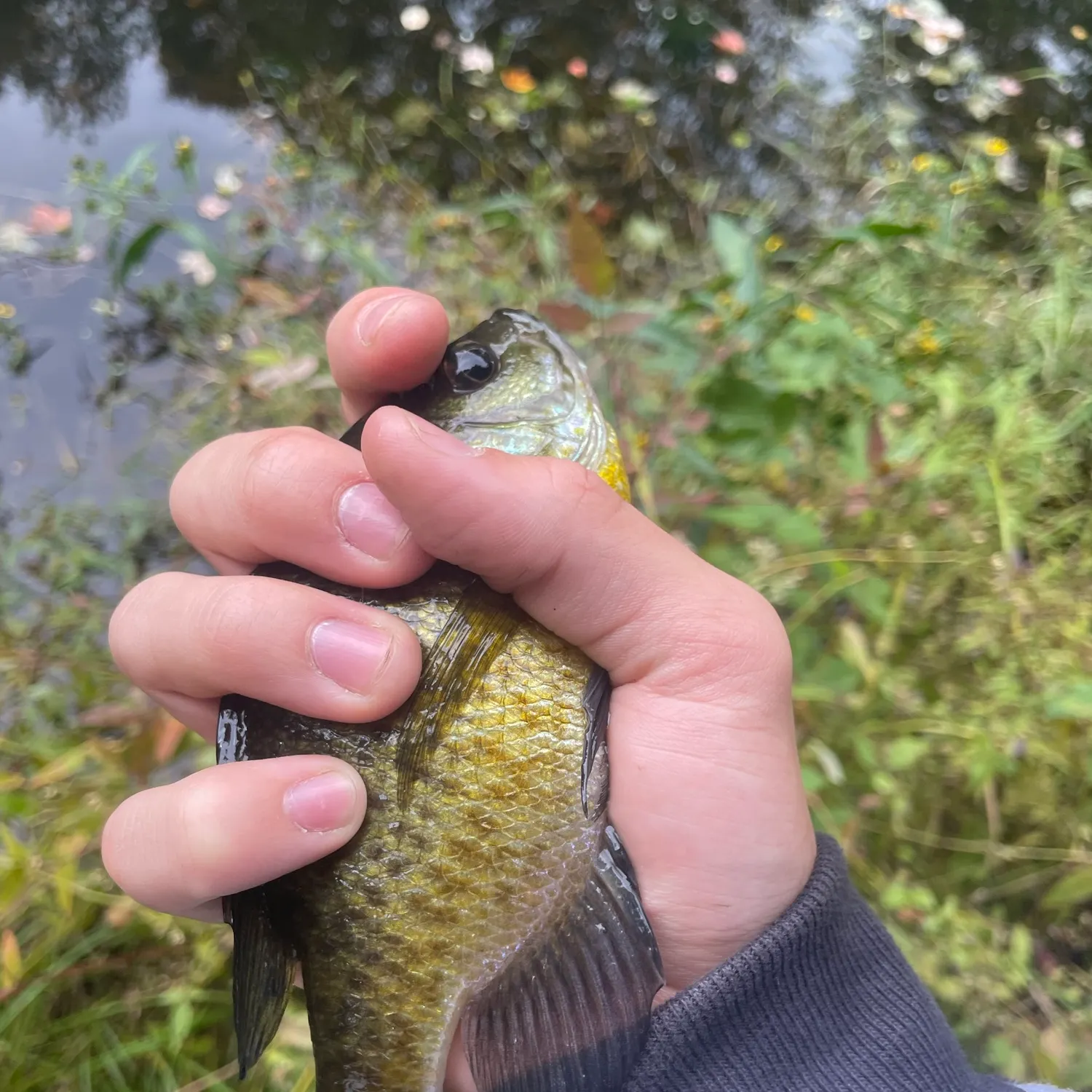 Bluegill caught on Fishbrain