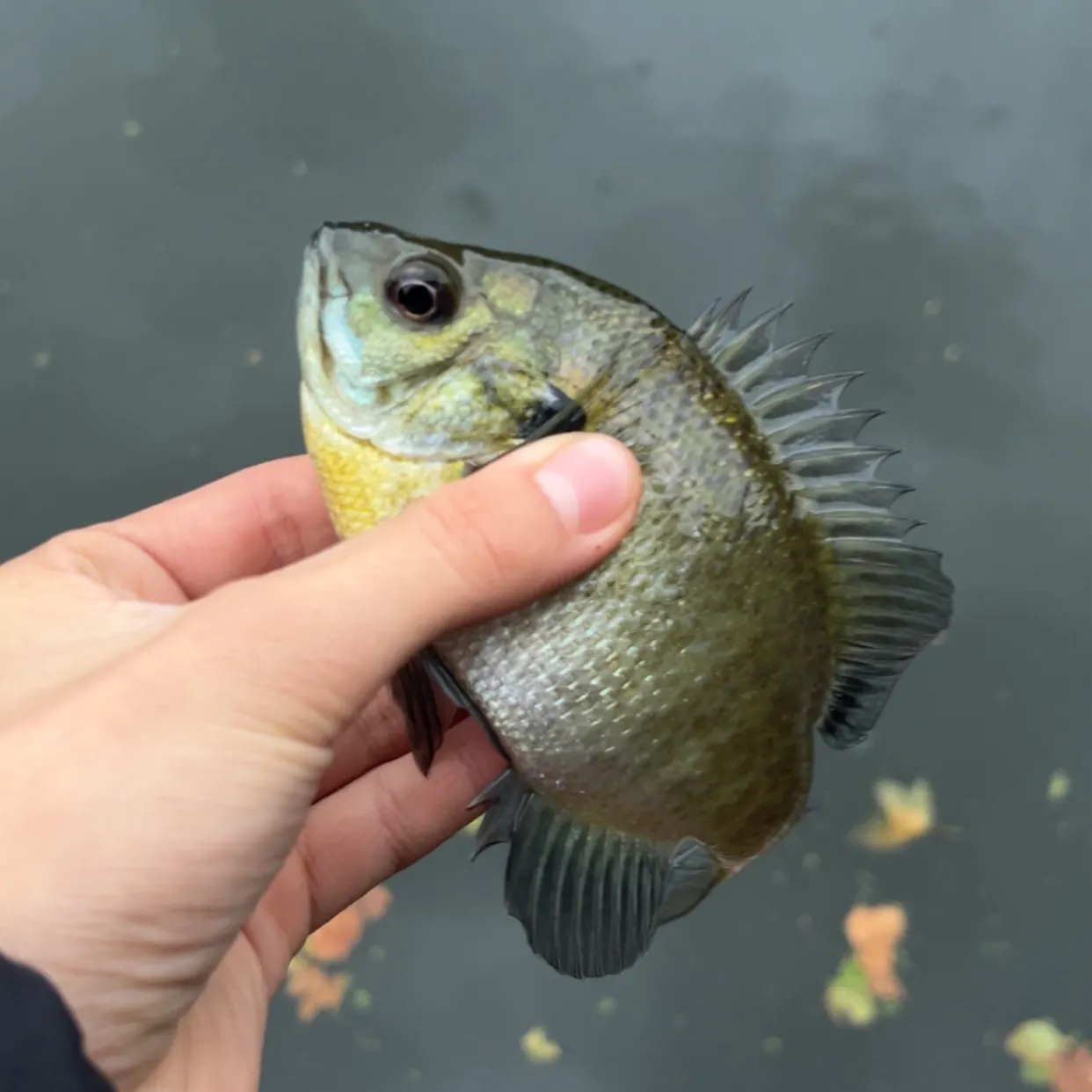 Bluegill caught on Fishbrain