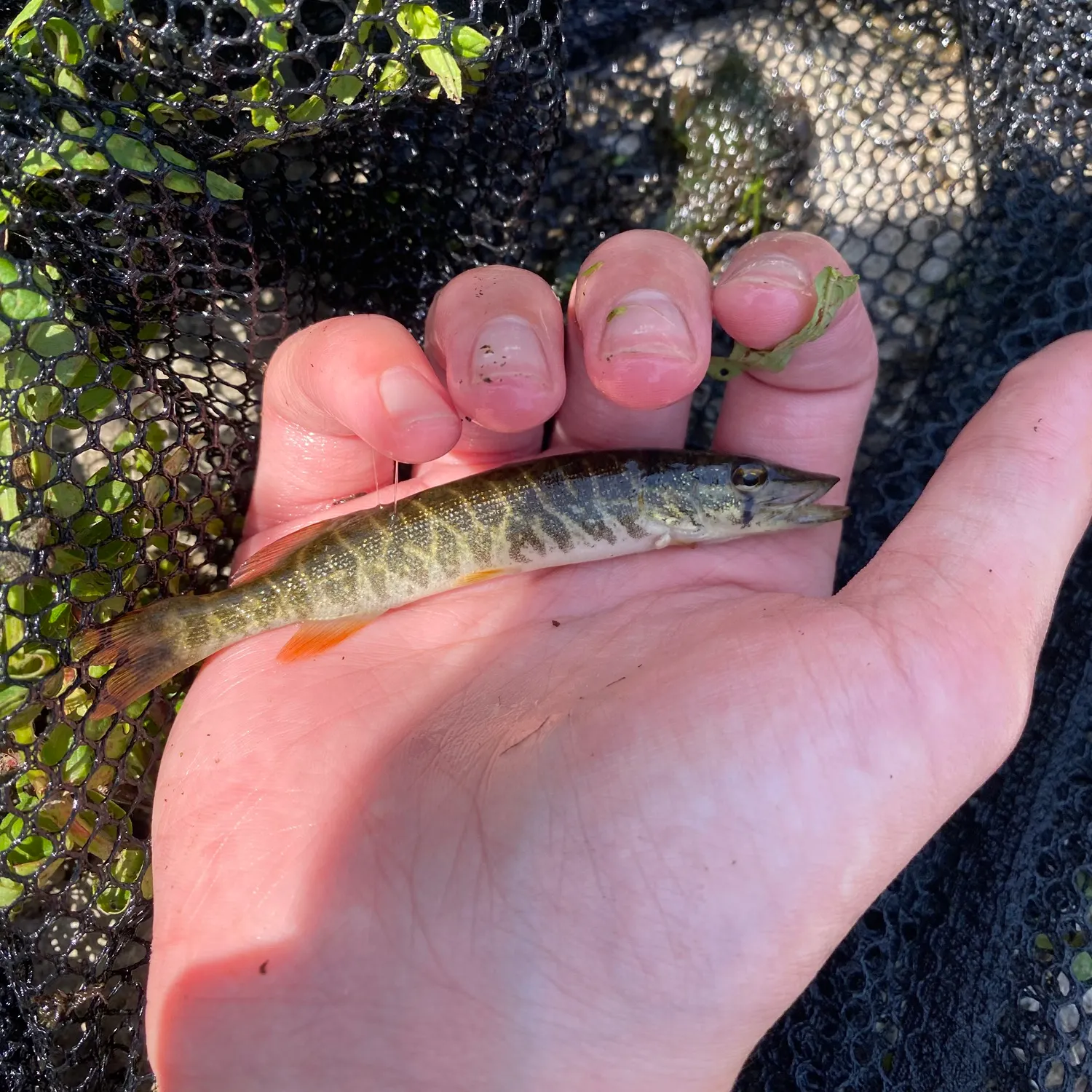 The most recent Redfin pickerel catches on Fishbrain