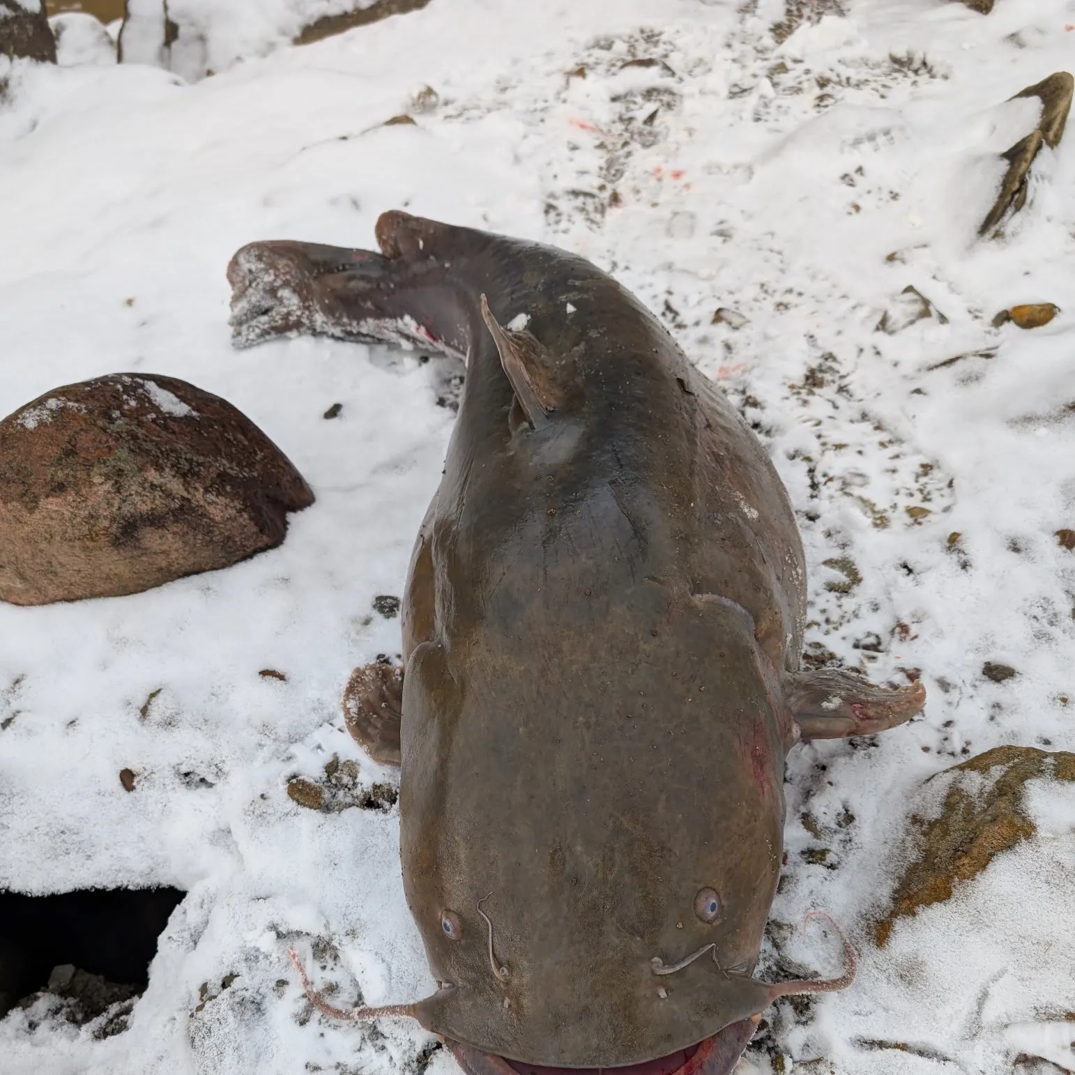 The most recent Flathead catfish catches on Fishbrain
