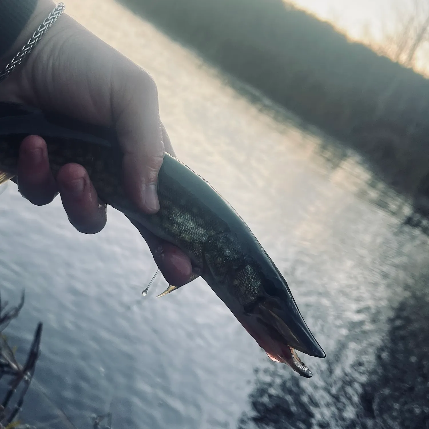 Chain pickerel caught on Fishbrain