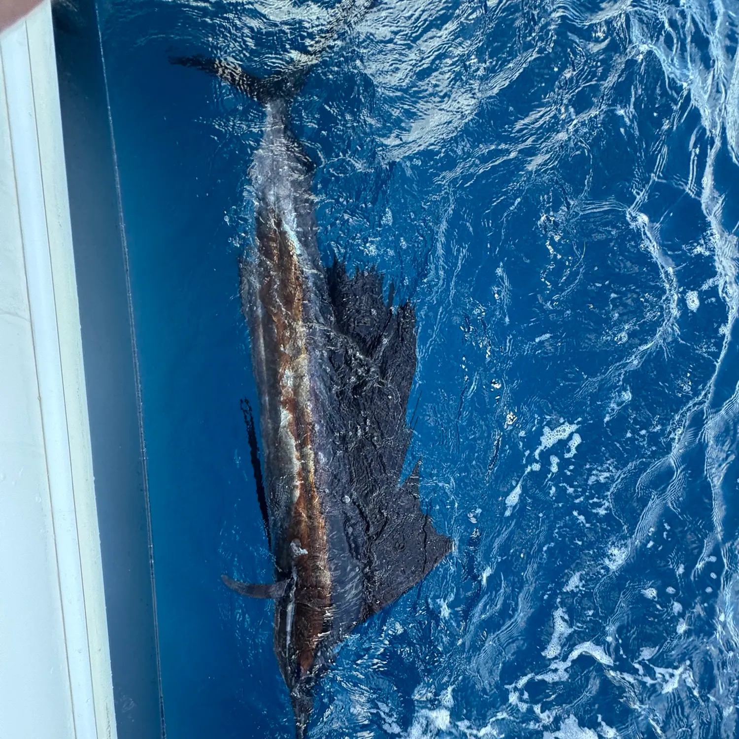 The most recent Atlantic sailfish catches on Fishbrain