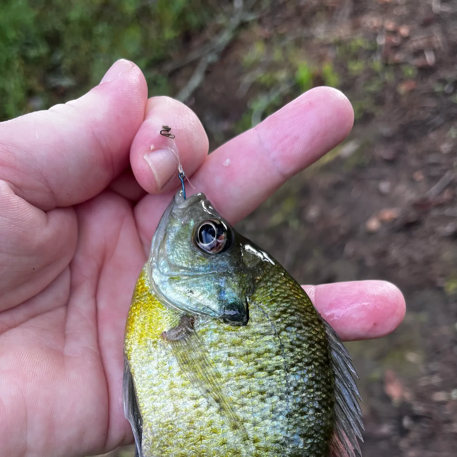 Bluegill caught on Fishbrain