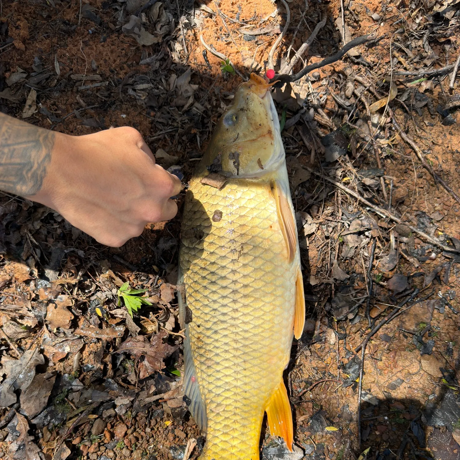 catch