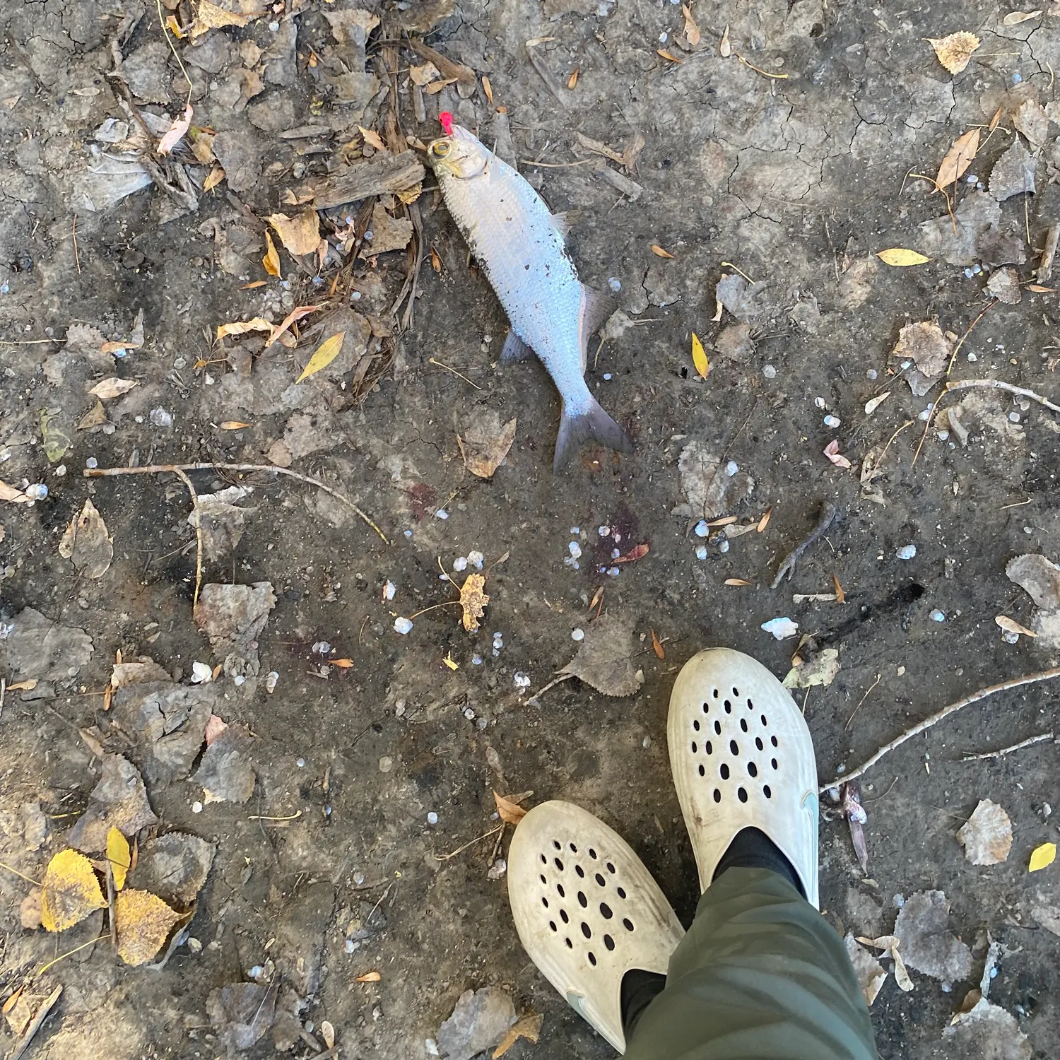 Goldeye caught on Fishbrain