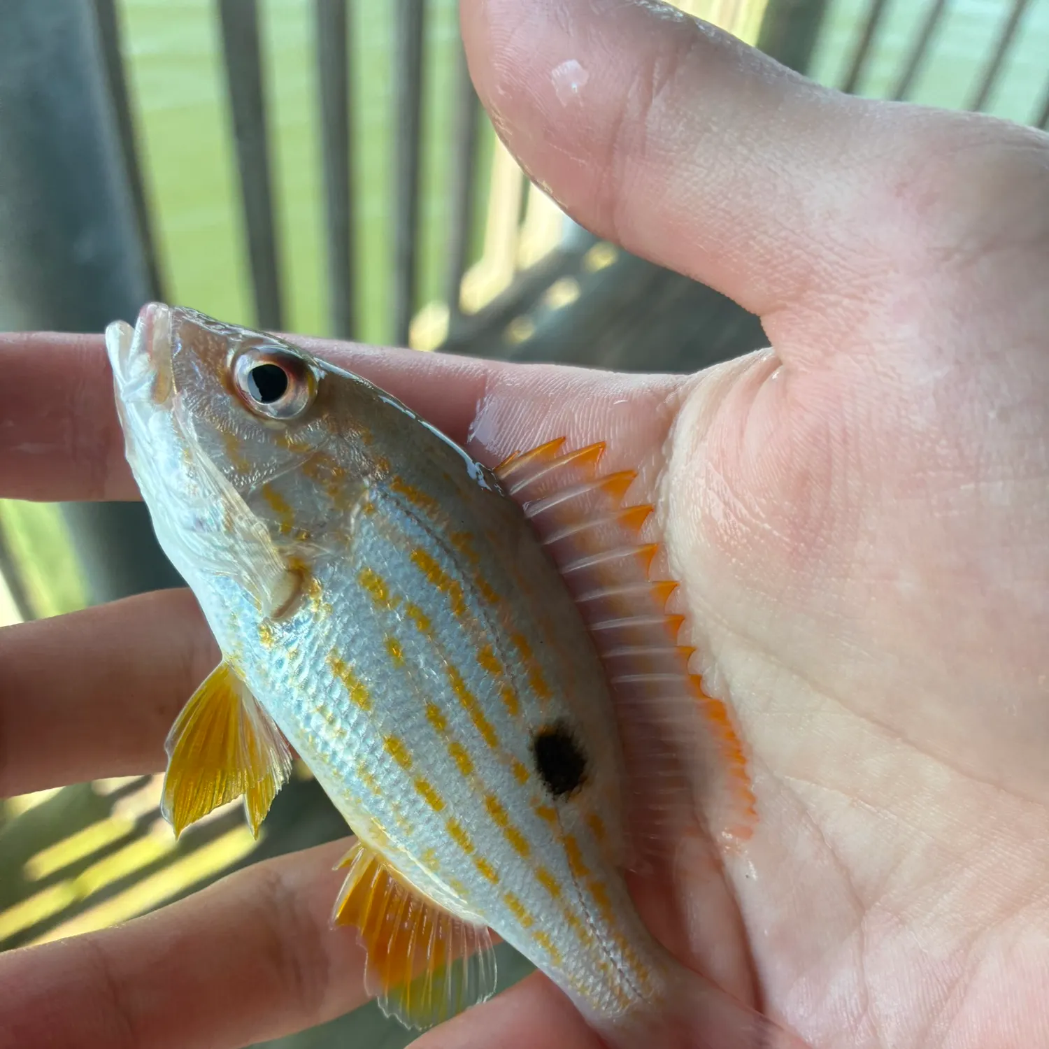 The most recent Lane snapper catches on Fishbrain