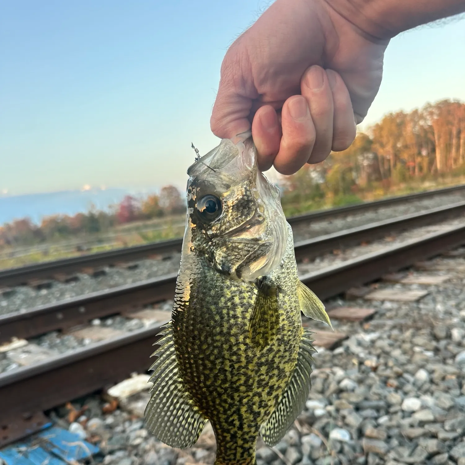 Black crappie caught on Fishbrain