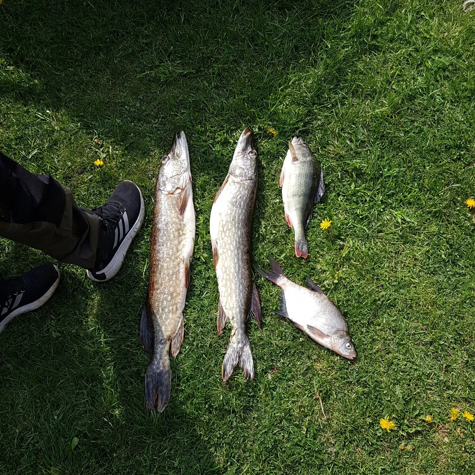 recently logged catches