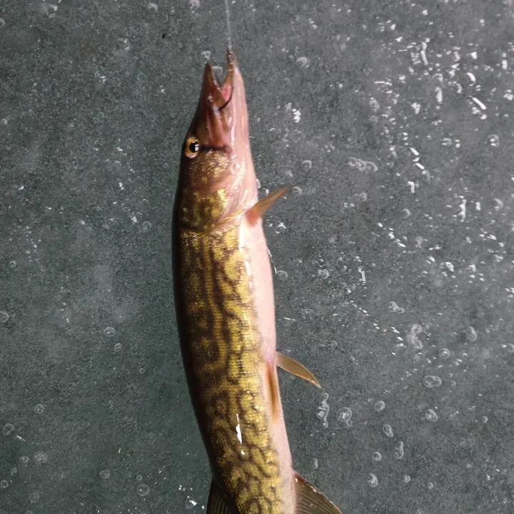 The most recent Chain pickerel catches on Fishbrain