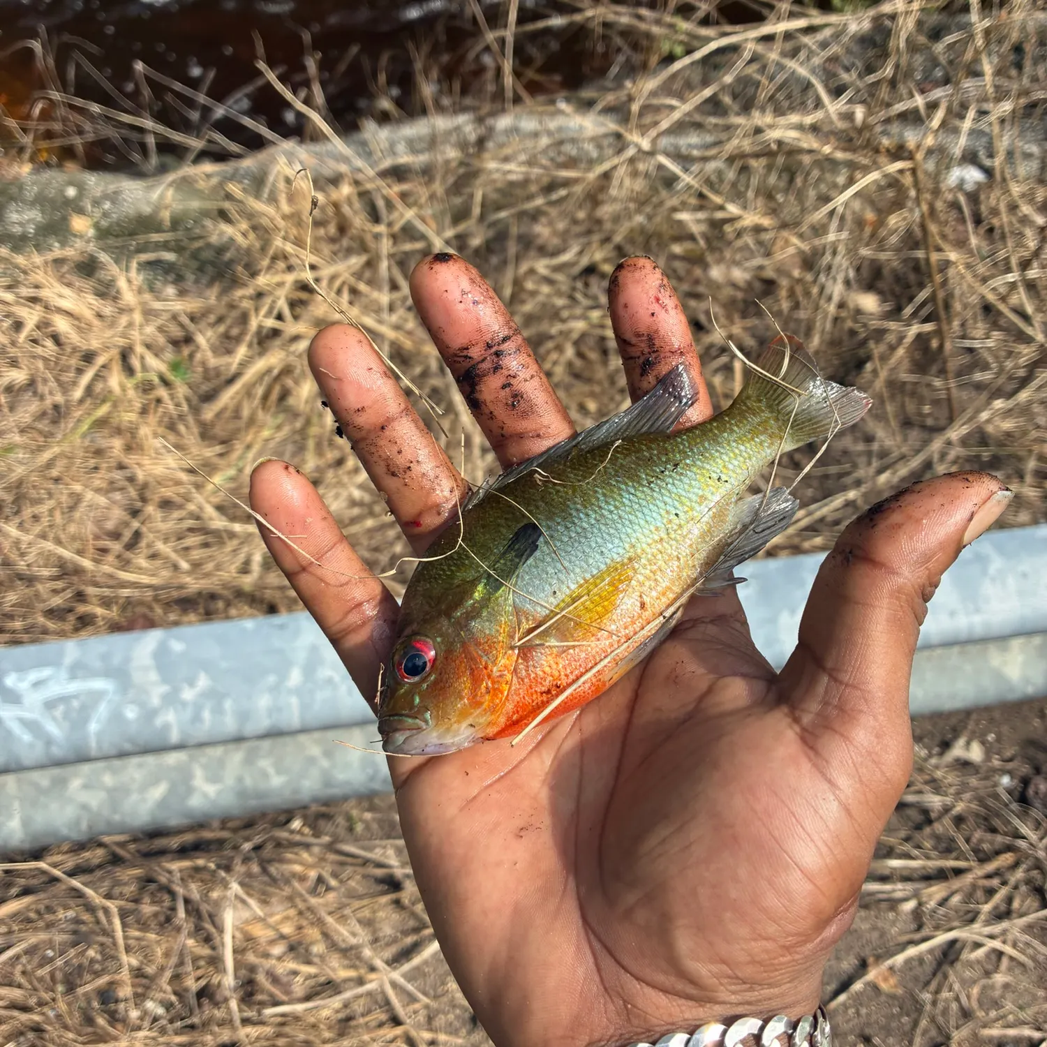 The most recent Redbreast sunfish catches on Fishbrain