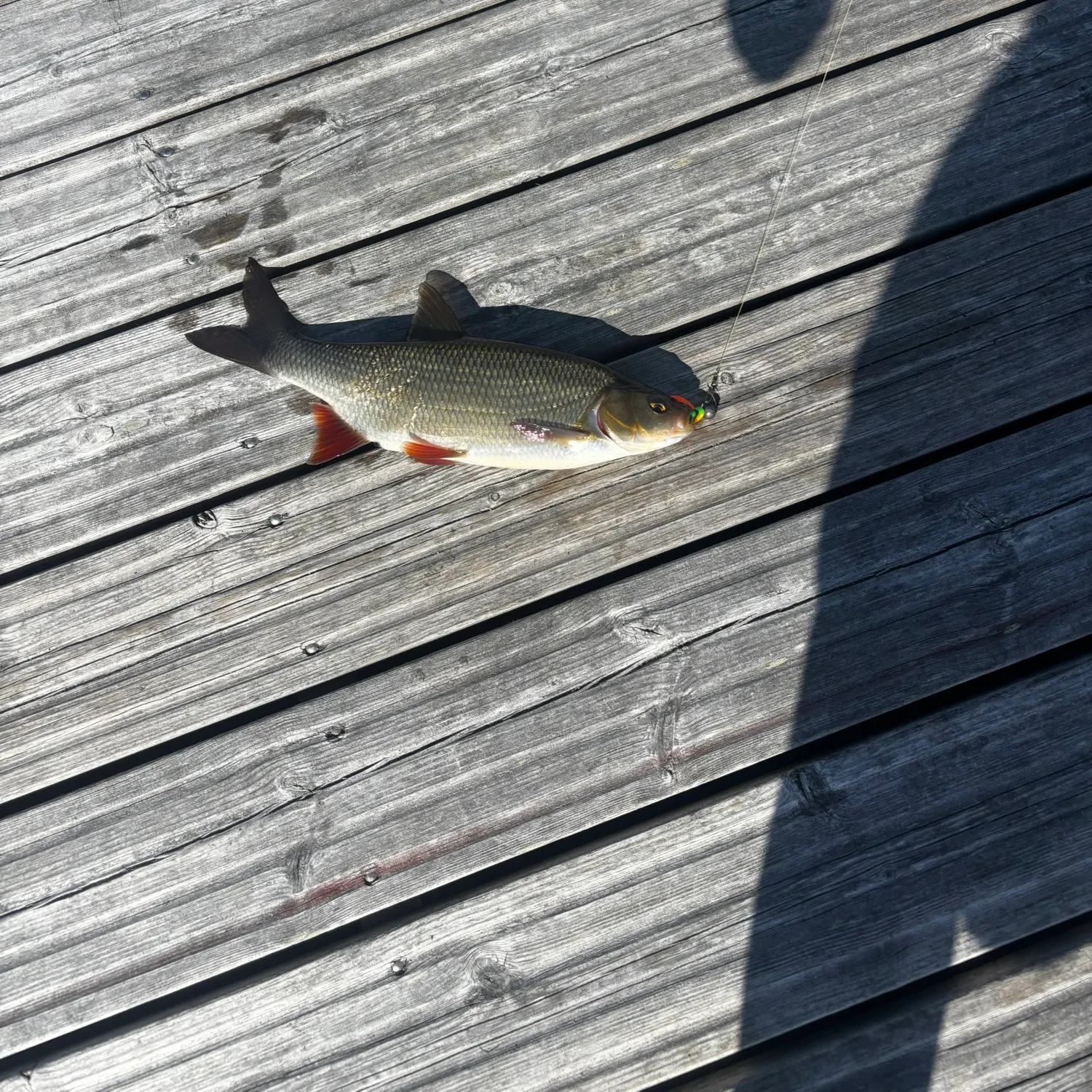 The most recent Ide catches on Fishbrain