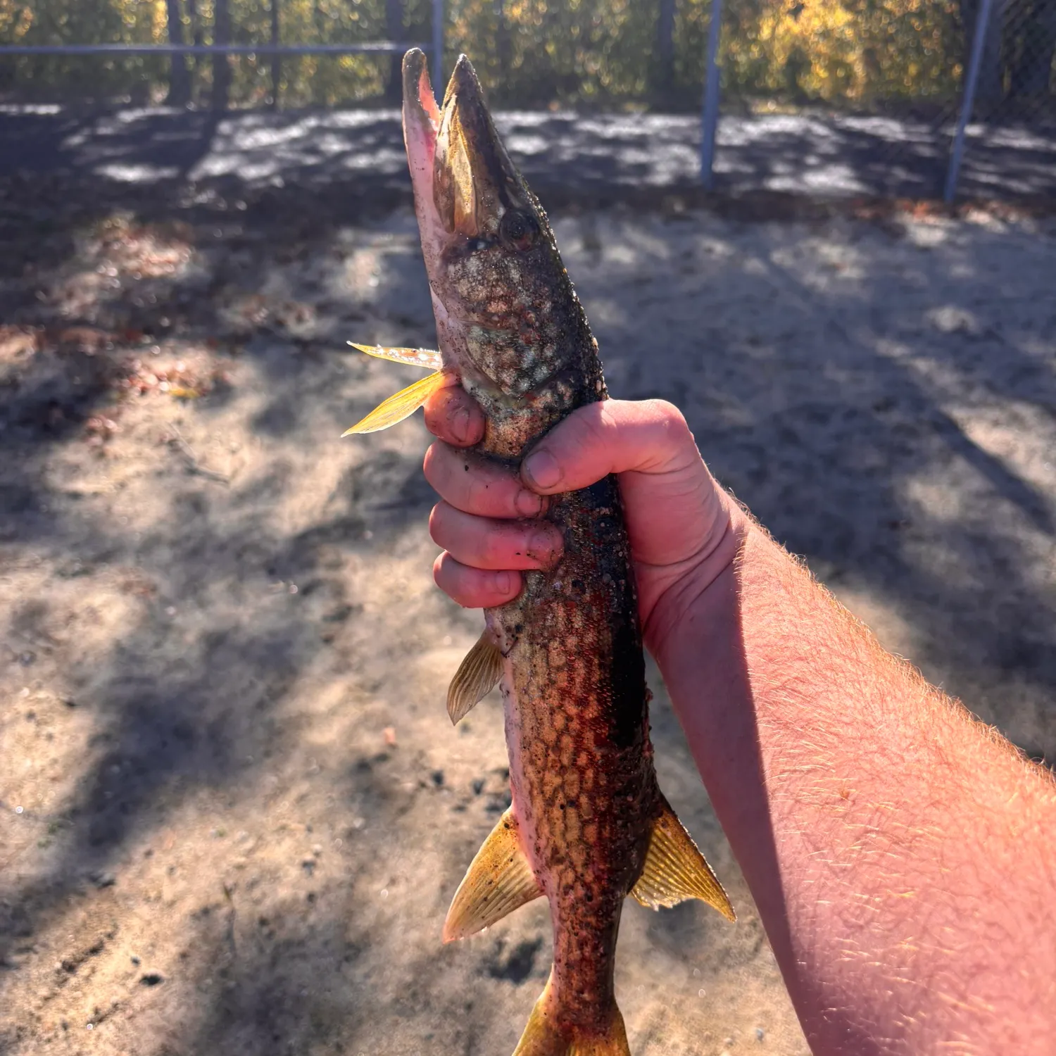 Chain pickerel caught on Fishbrain