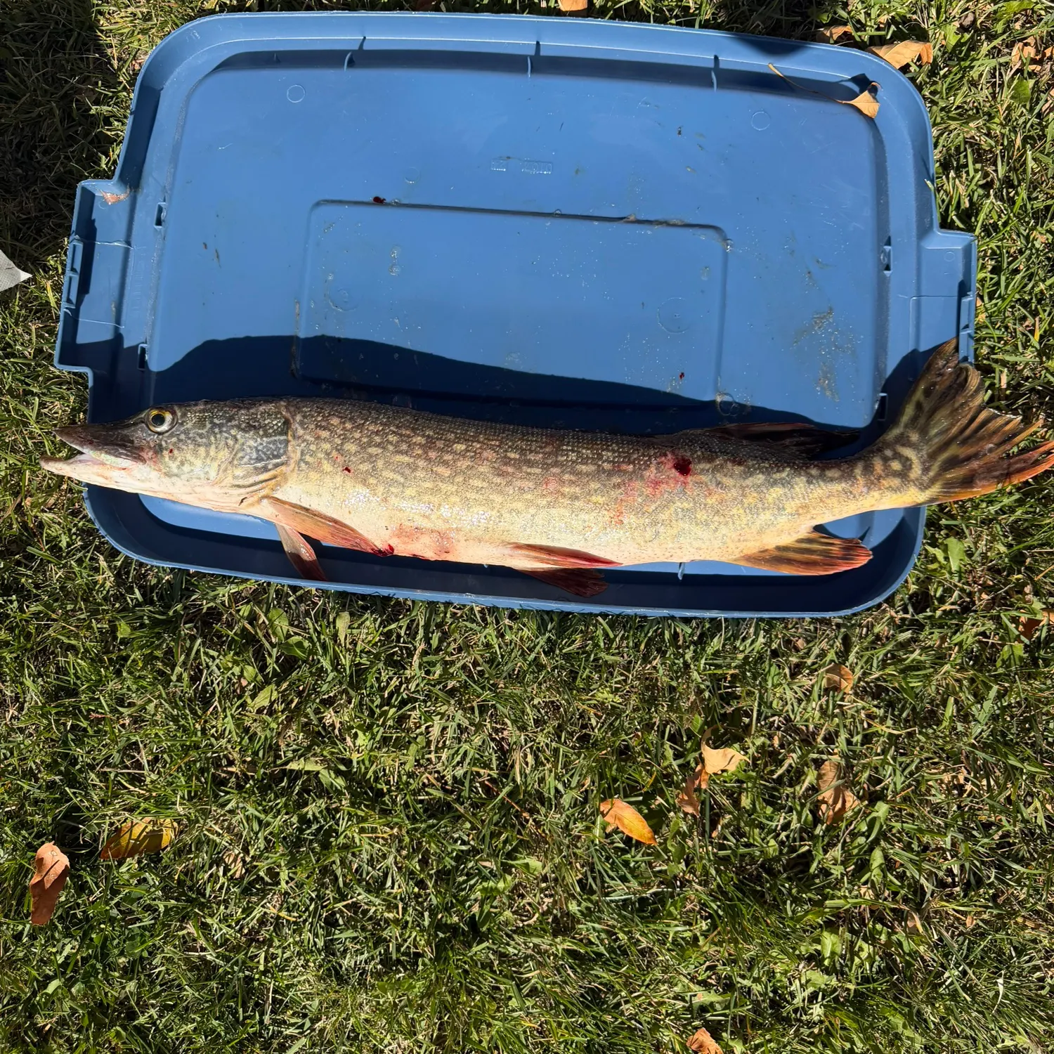 Northern pike caught on Fishbrain