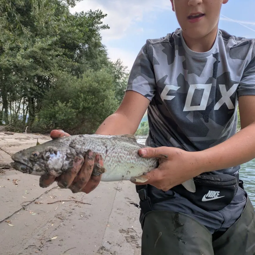 Tiger trout caught on Fishbrain