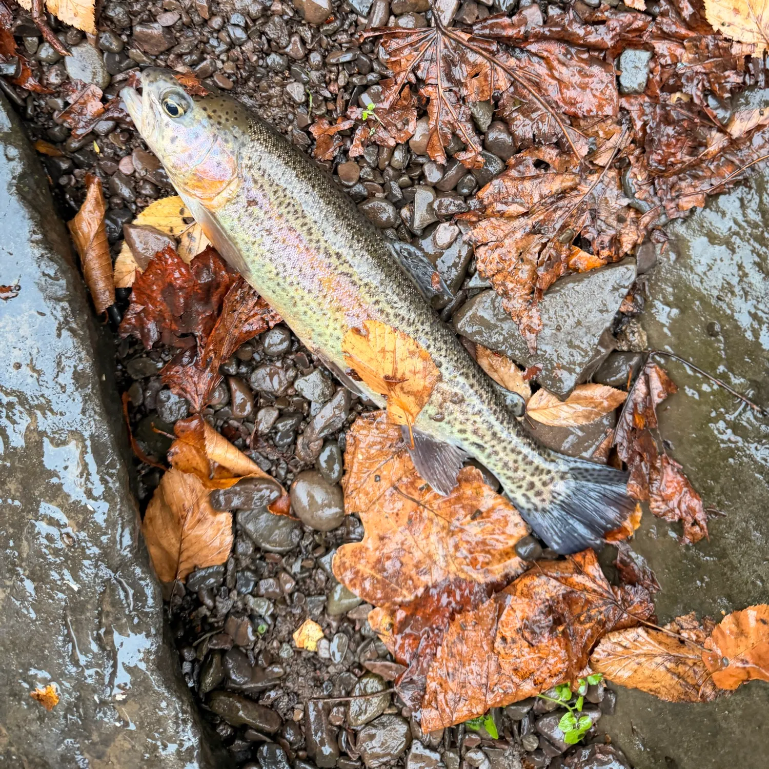 Rainbow trout caught on Fishbrain
