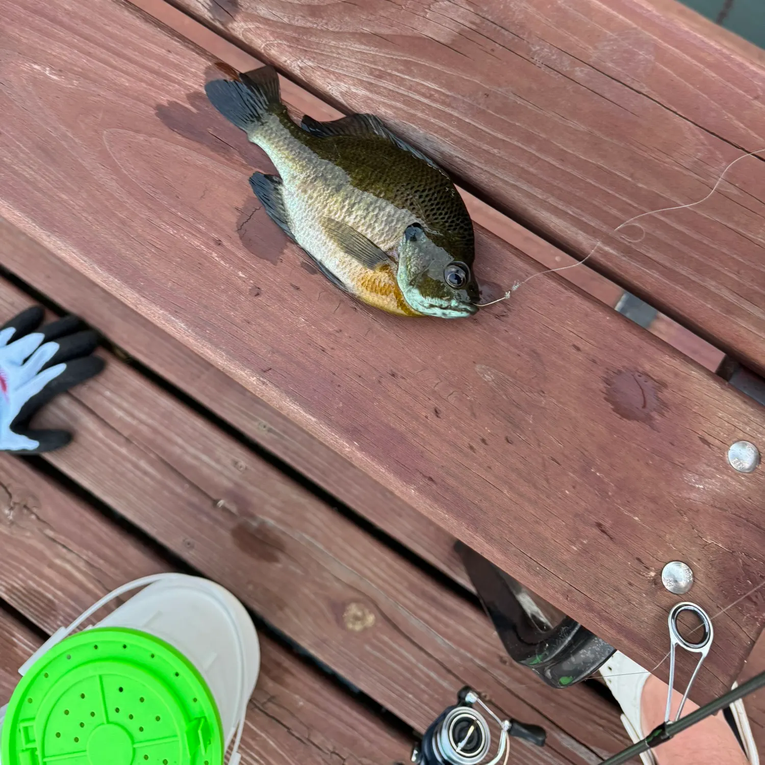 recently logged catches