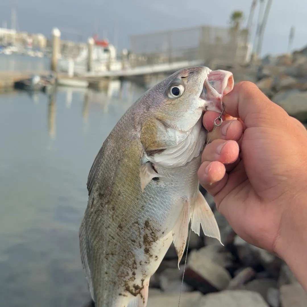 The most recent Spotfin croaker catches on Fishbrain