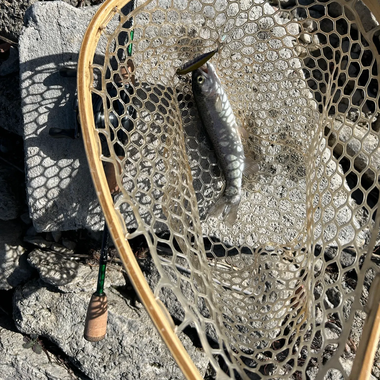 Rainbow trout caught on Fishbrain