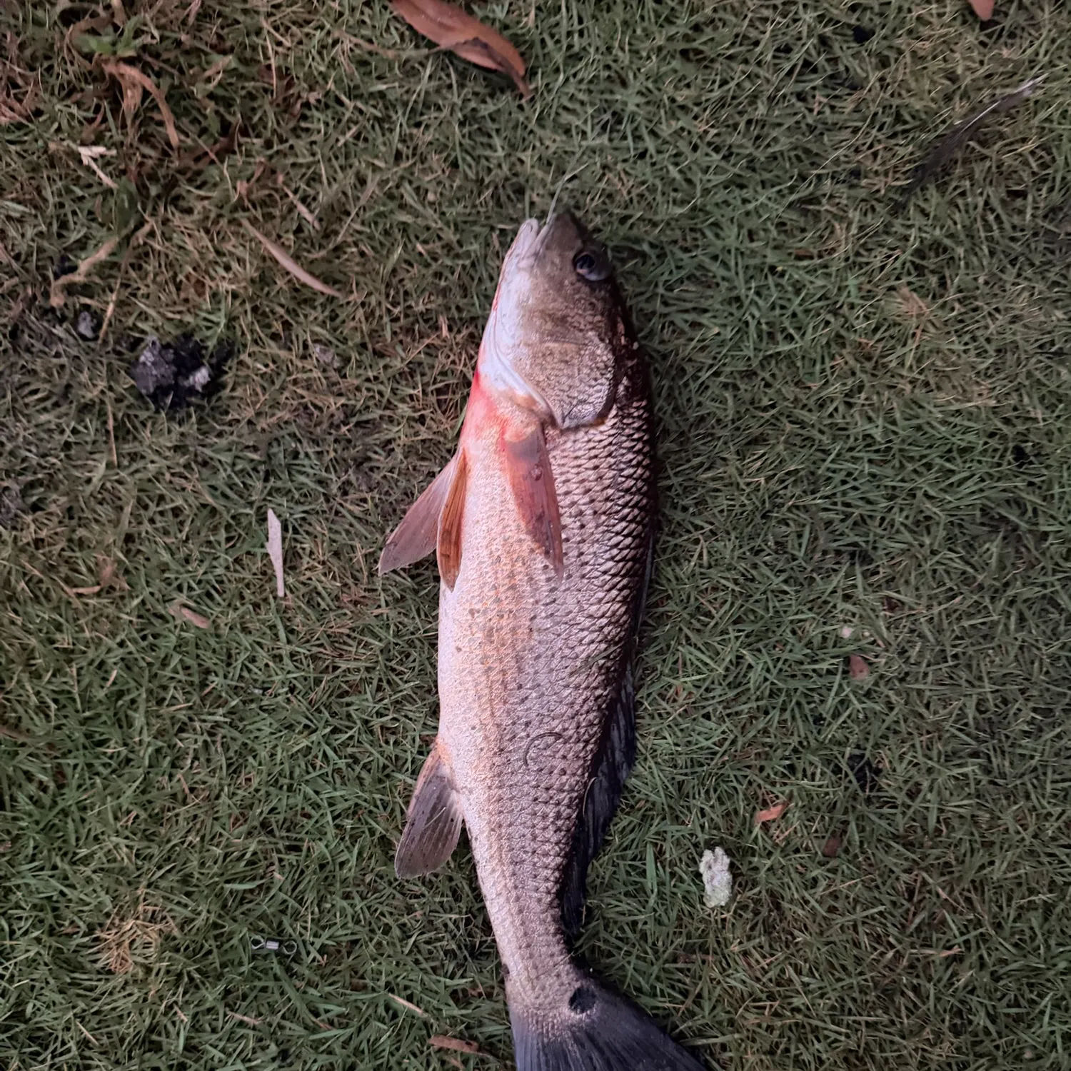 Red drum caught on Fishbrain
