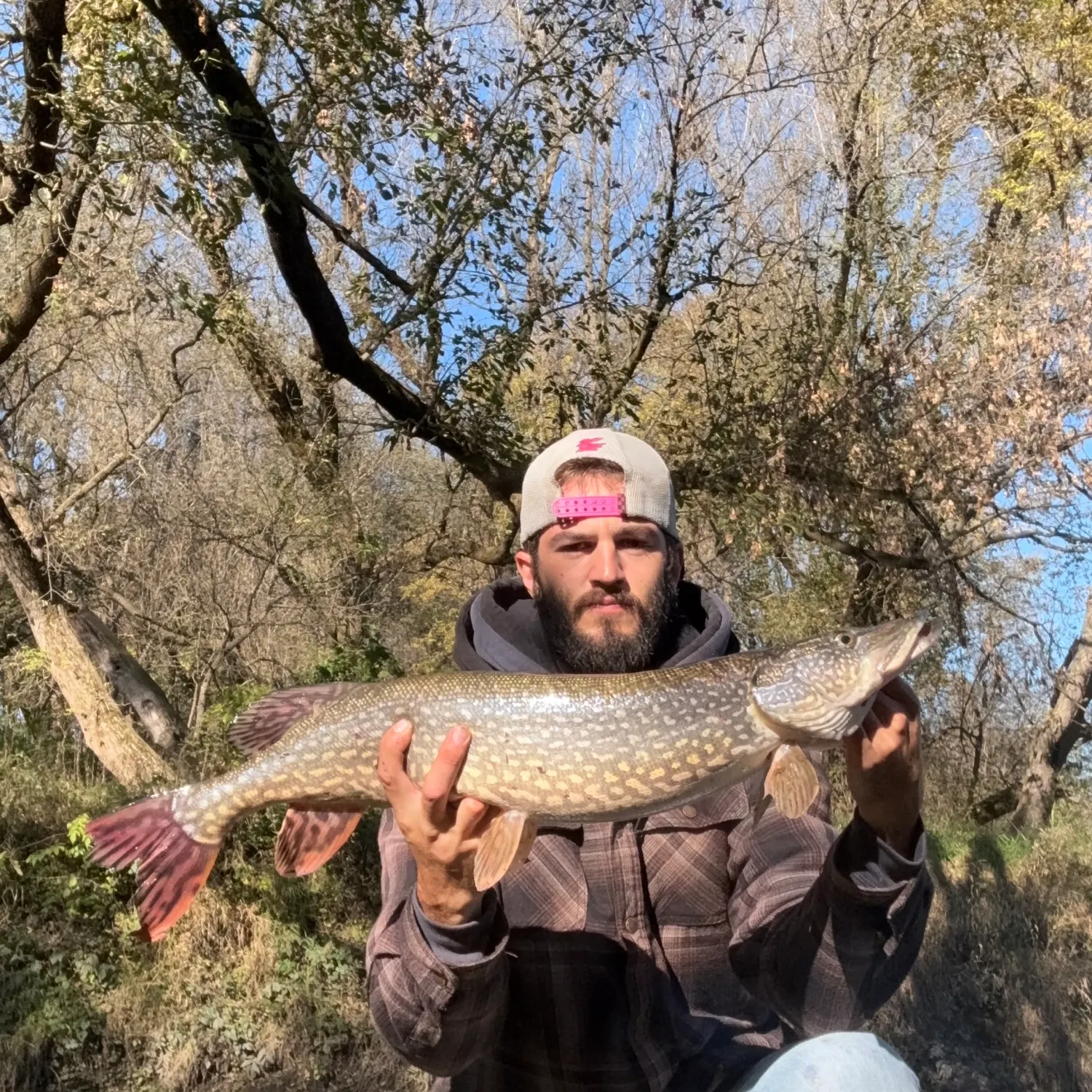 Northern pike caught on Fishbrain