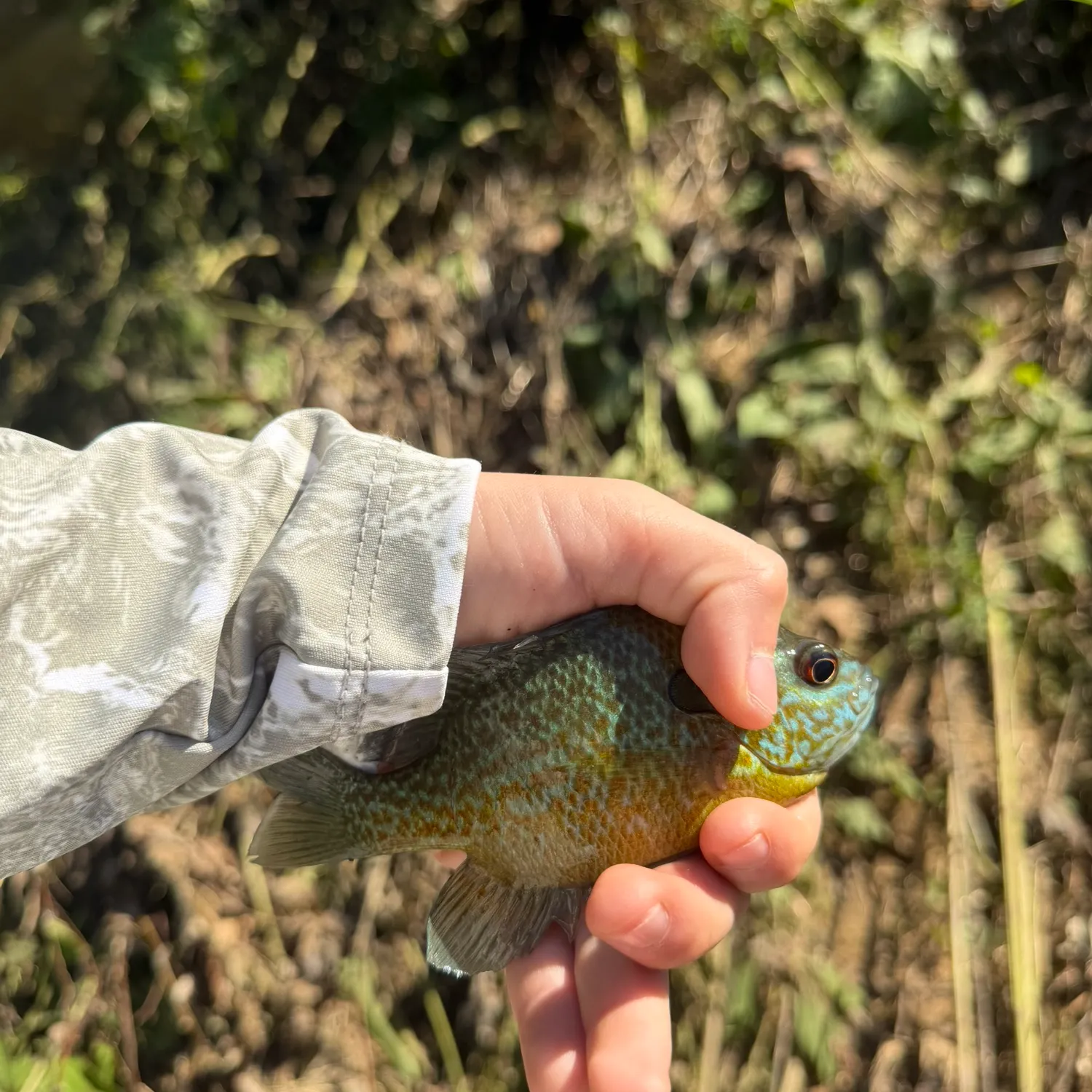 Greengill hybrid caught on Fishbrain
