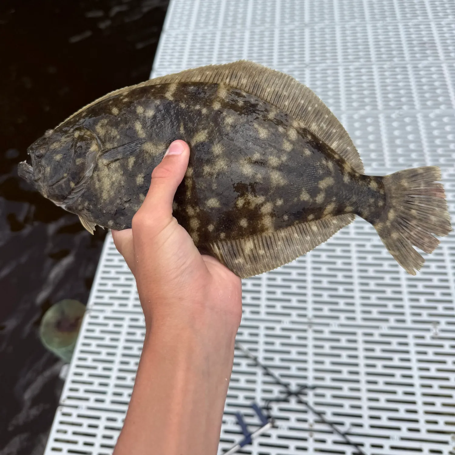 The most recent Southern flounder catches on Fishbrain