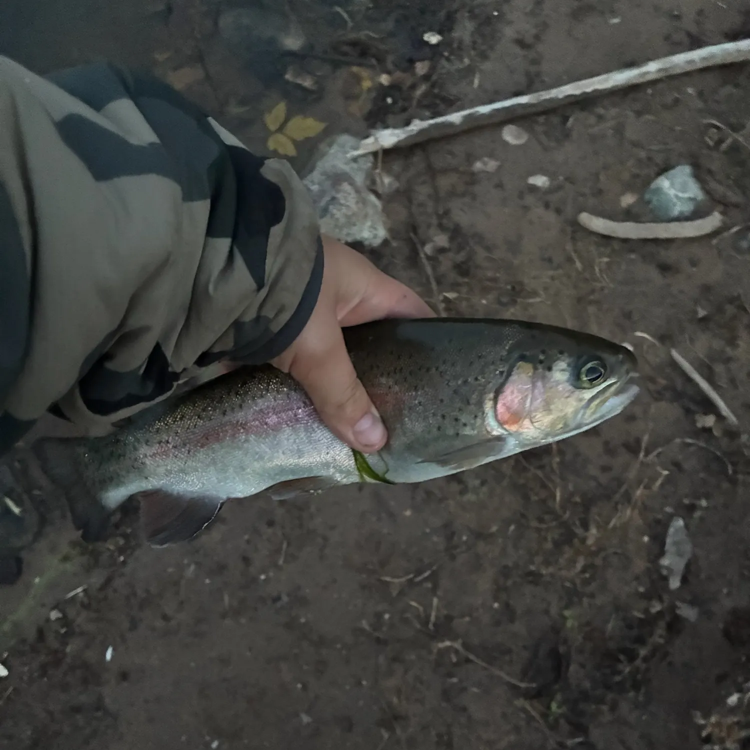 Rainbow trout caught on Fishbrain