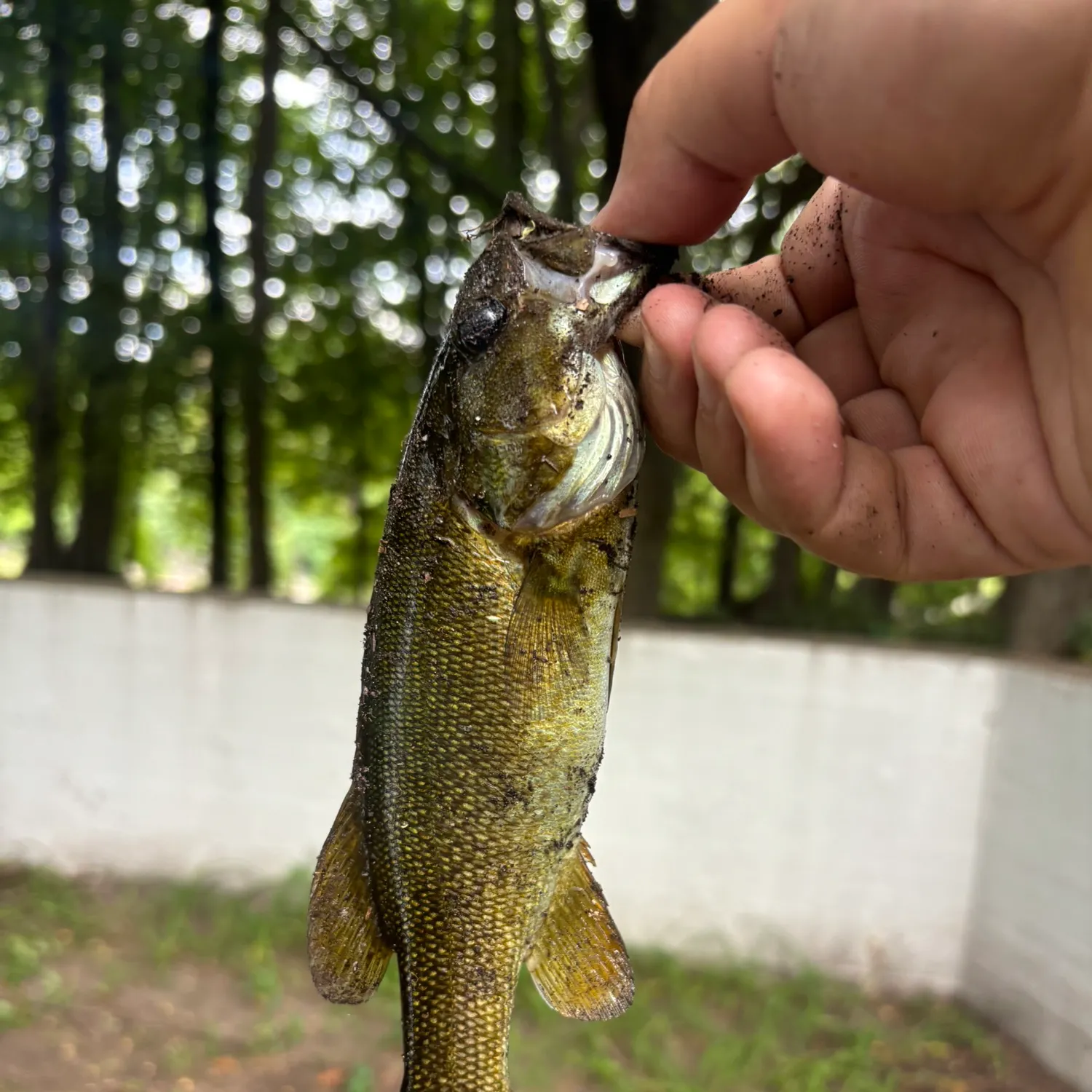 Smallmouth bass caught on Fishbrain