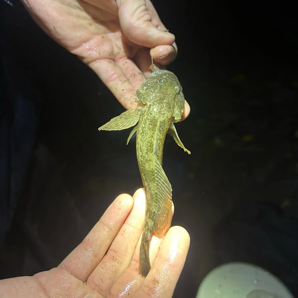 The most recent Reticulate sculpin catches on Fishbrain