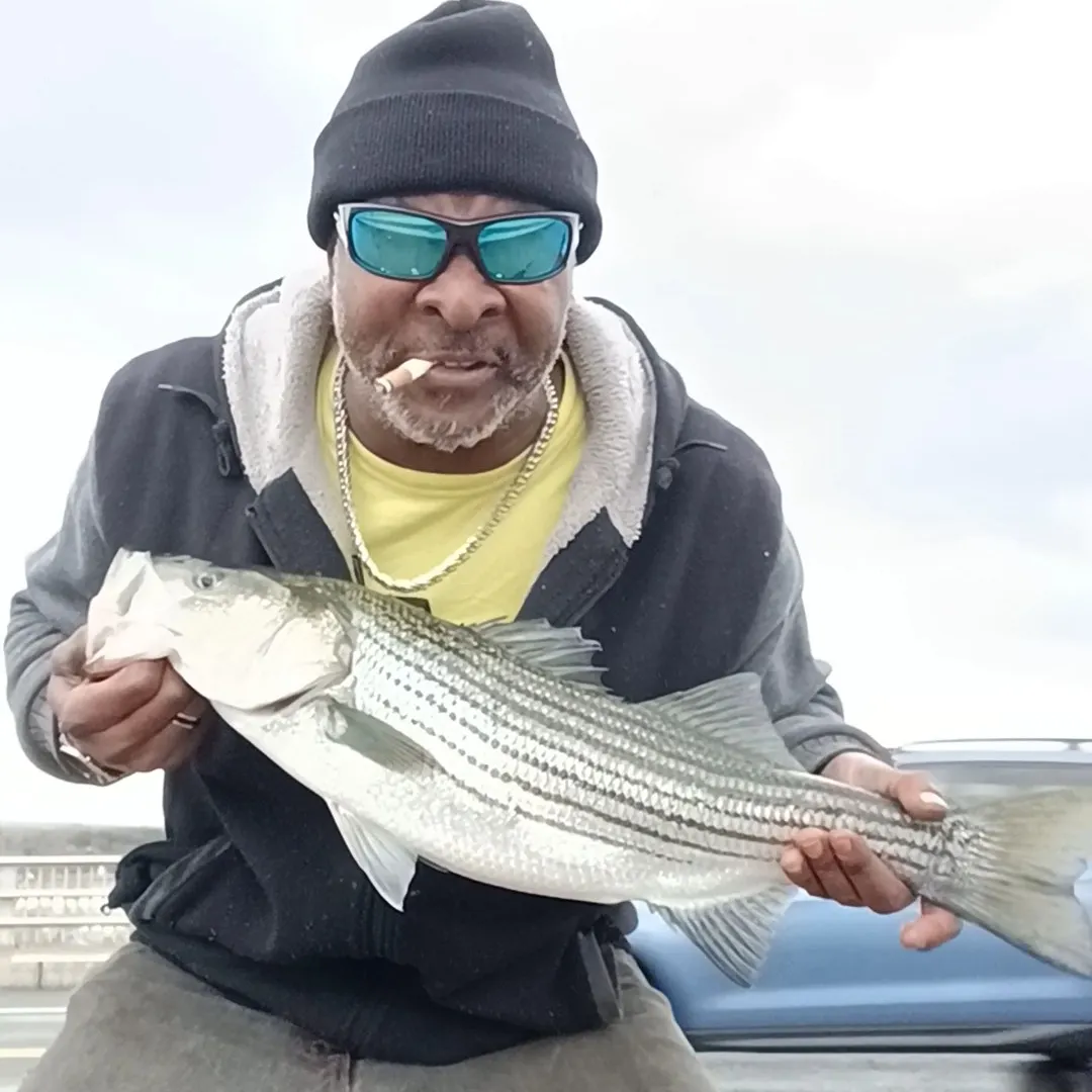 Striped bass caught on Fishbrain