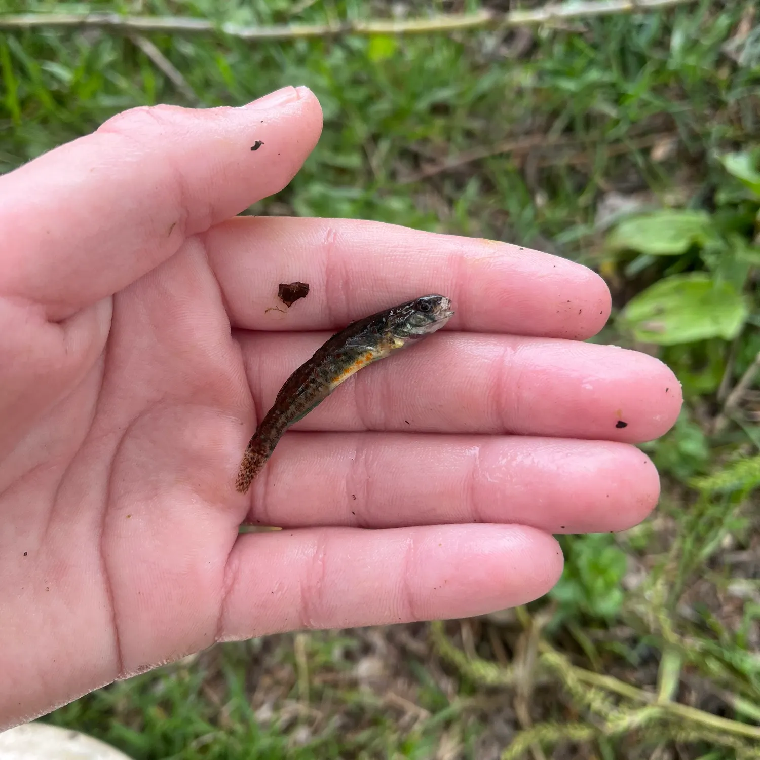 The most recent Iowa darter catches on Fishbrain