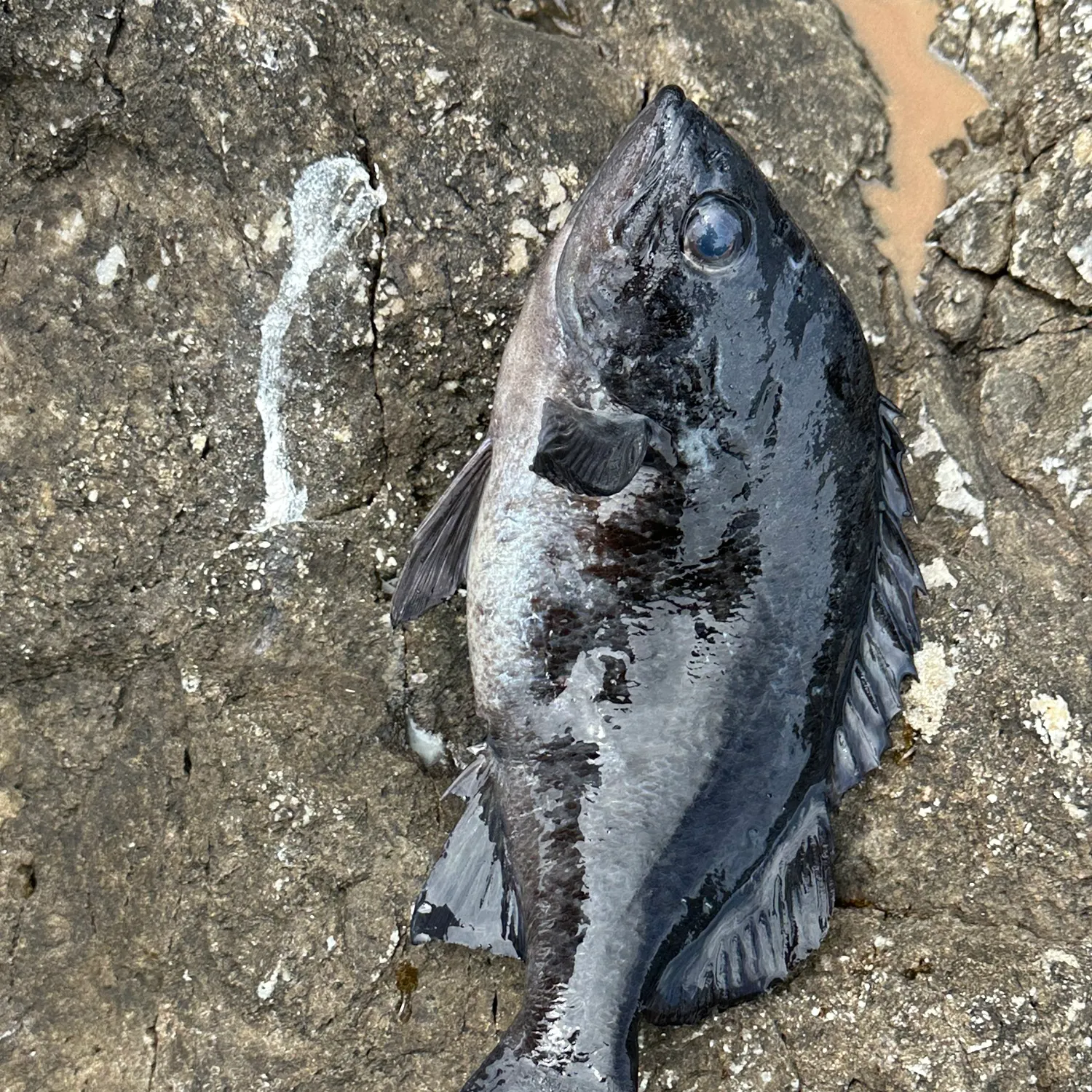 The most recent Black rockfish catches on Fishbrain