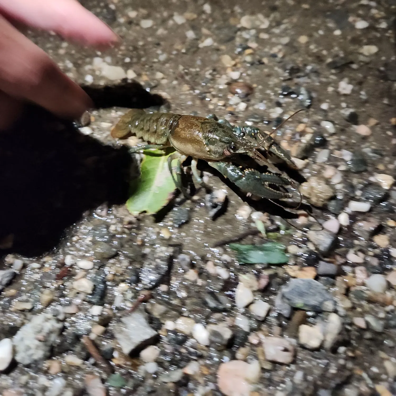 The most recent Virile crayfish catches on Fishbrain