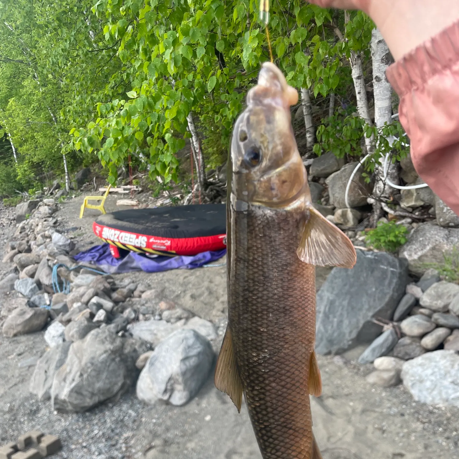 The most recent Longnose sucker catches on Fishbrain