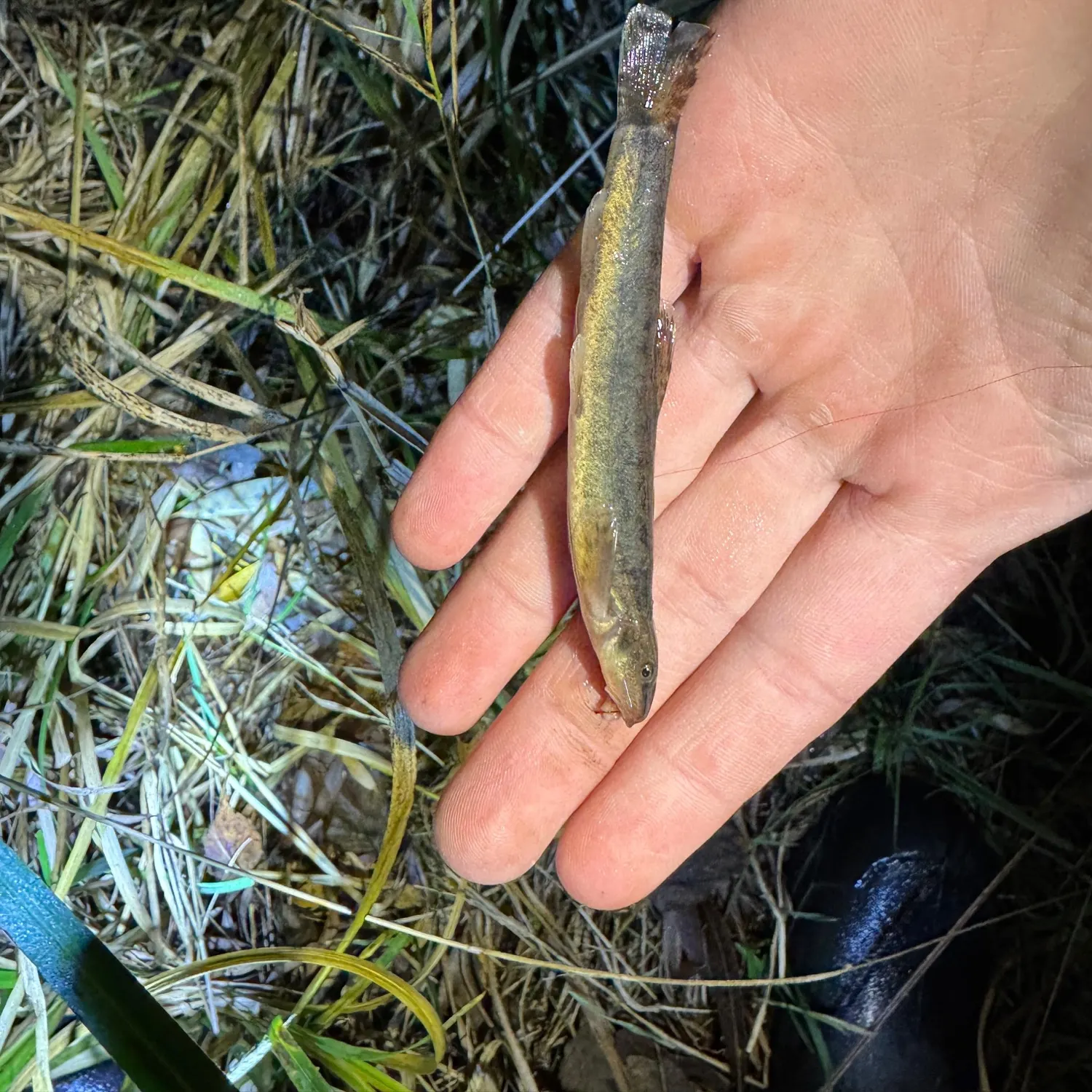 The most recent Stone loach catches on Fishbrain