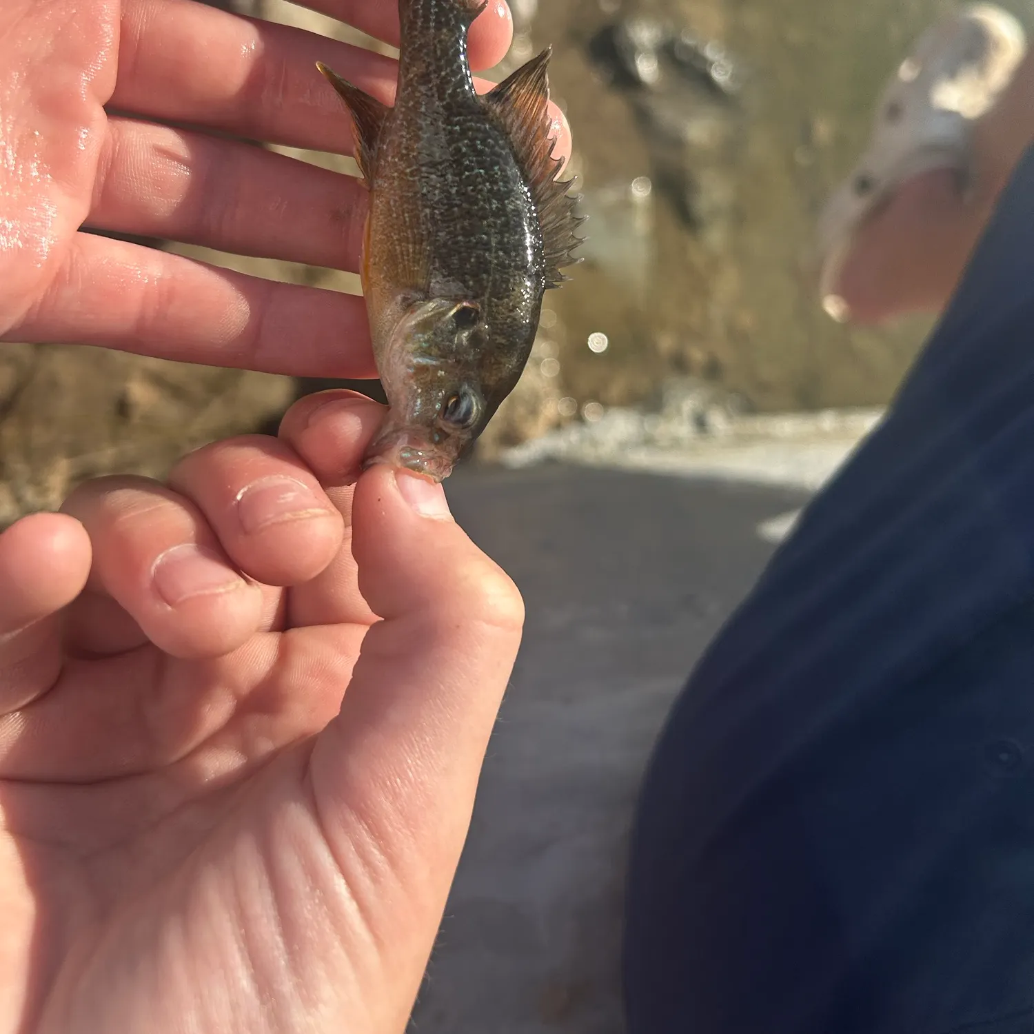 Green sunfish caught on Fishbrain