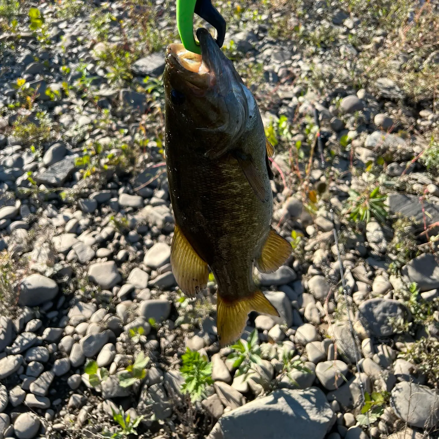 angler catch